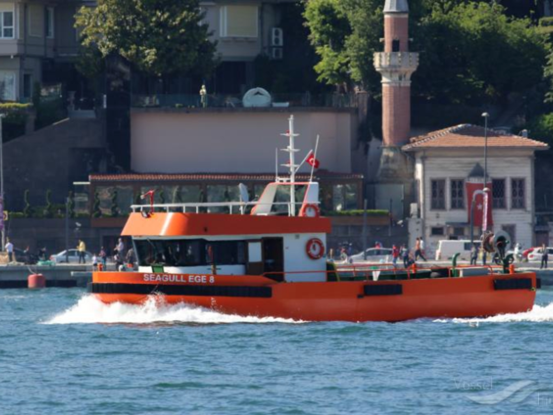 Seagull-Ege-8001.jpg