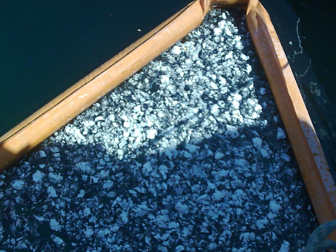 sorbent-ped-seagull001.jpg